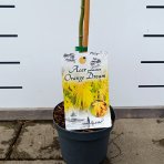 Javor dlaňolistý (Acer palmatum) ‘ORANGE DREAM’ - výška 100-120 cm, kont. C4L - NA KMIENKU